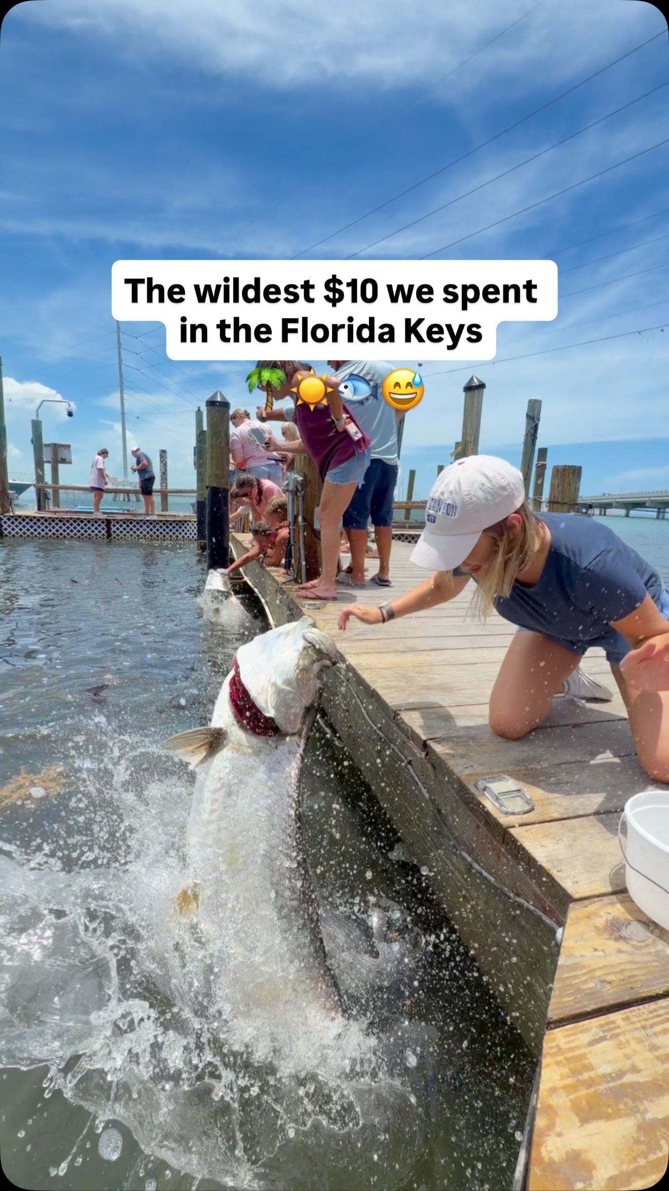 Feed Giant Tarpon At Robbie's Marina