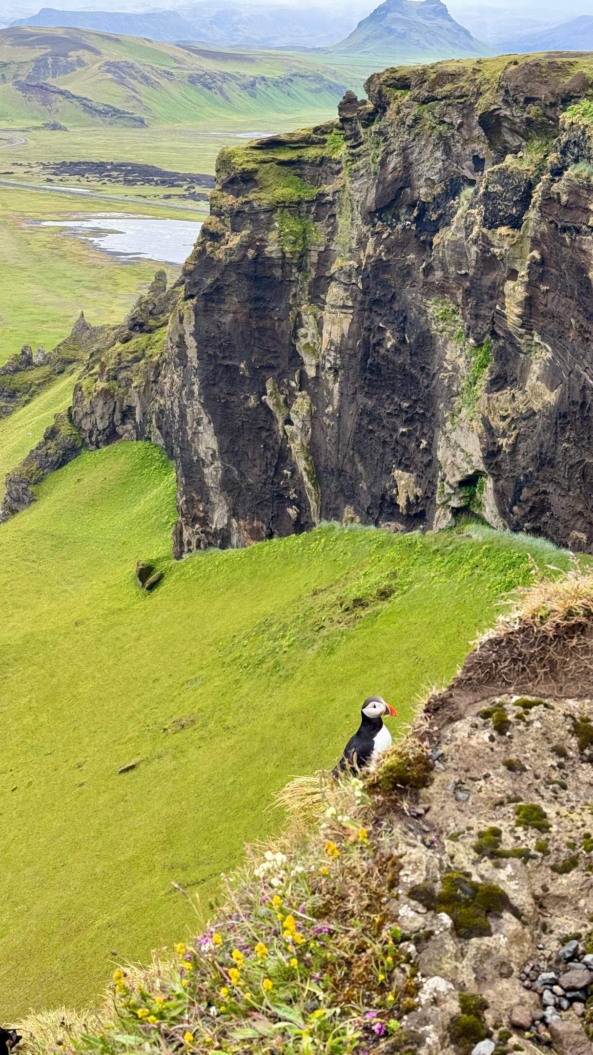 Dyrhólaey Viewpoint: Puffins, Cliffs, and Black Sand Beaches