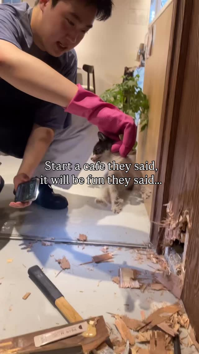 Sunnyhouse Cafe Welcomes Rescued Kitten