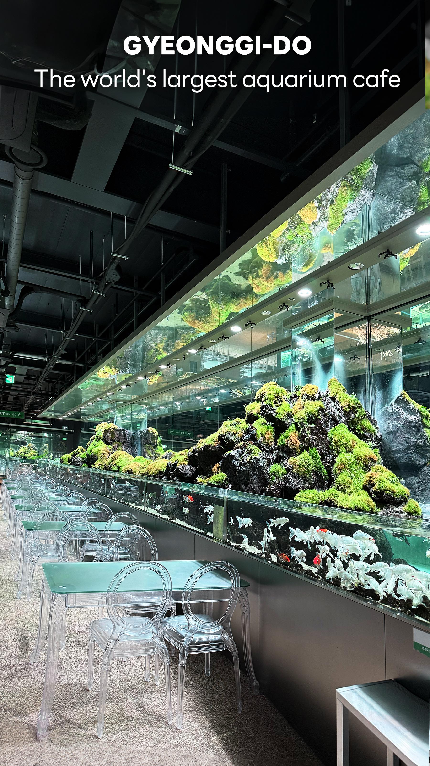 Largest Aquarium Cafe Offers Aquatic Encounters