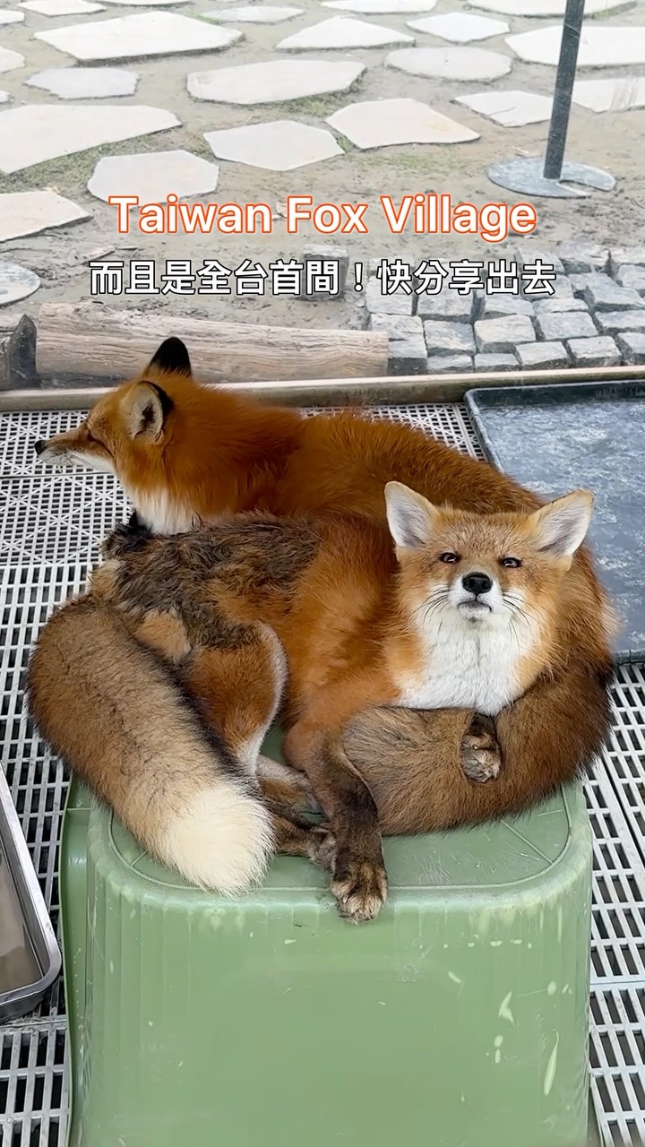 Taiwan Fox Village Offers Animal Interactions