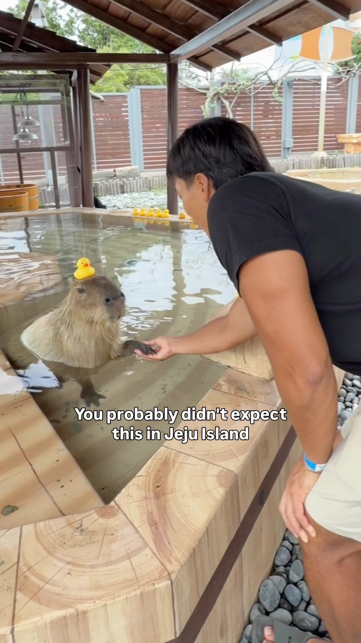 Momo Zoo: A Unique Wildlife Encounter