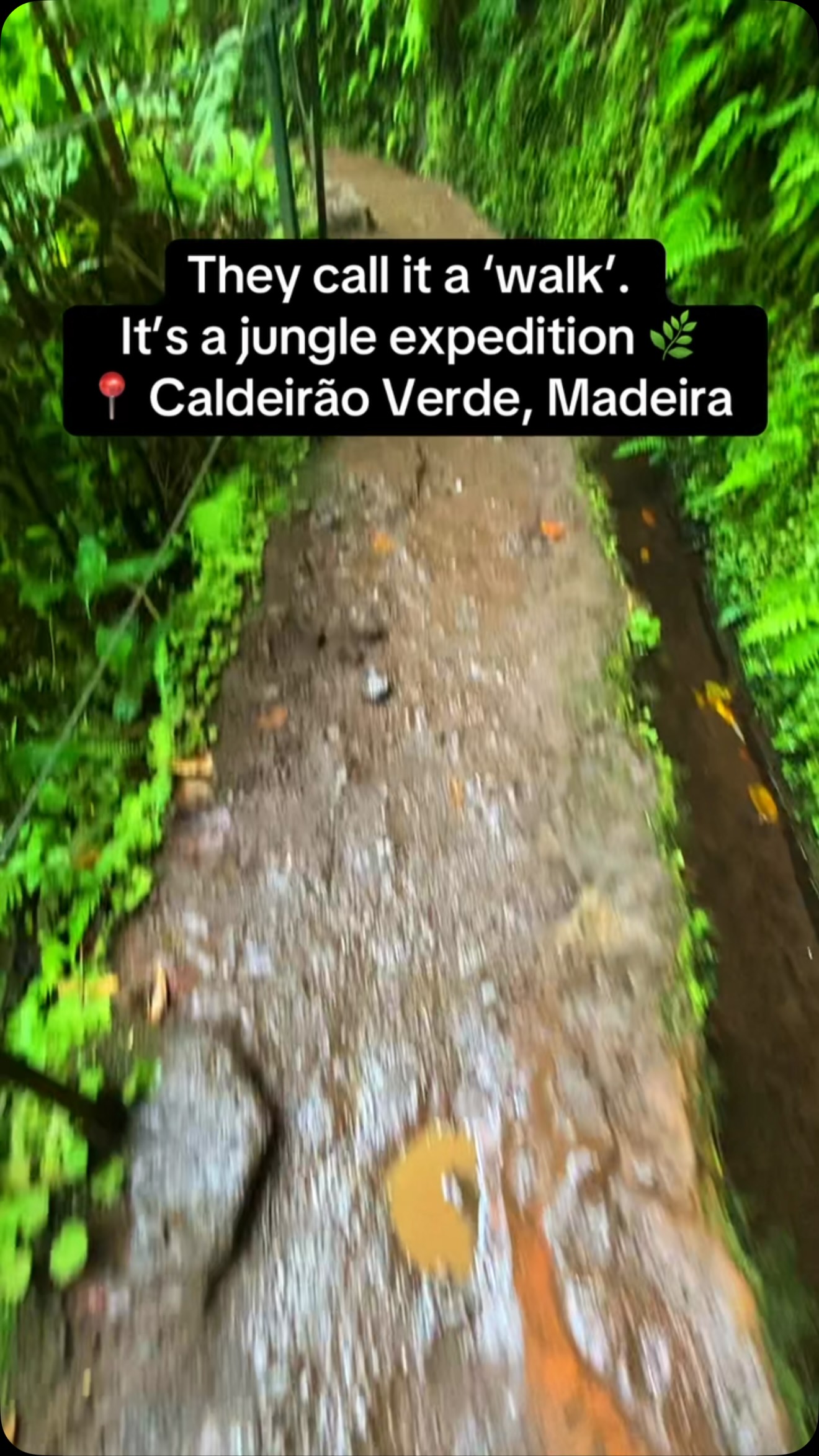 Caldeirão Verde Trail: Jurassic Park of Madeira