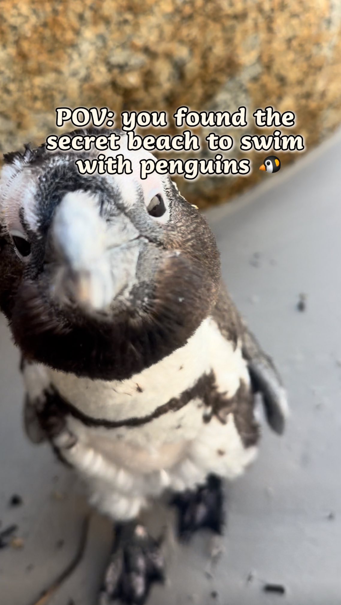 Swim With Penguins At South Africa's Boulders Beach