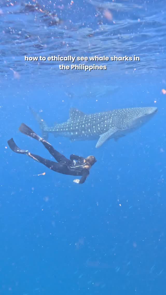 Ethical Whale Shark Encounters In The Philippines