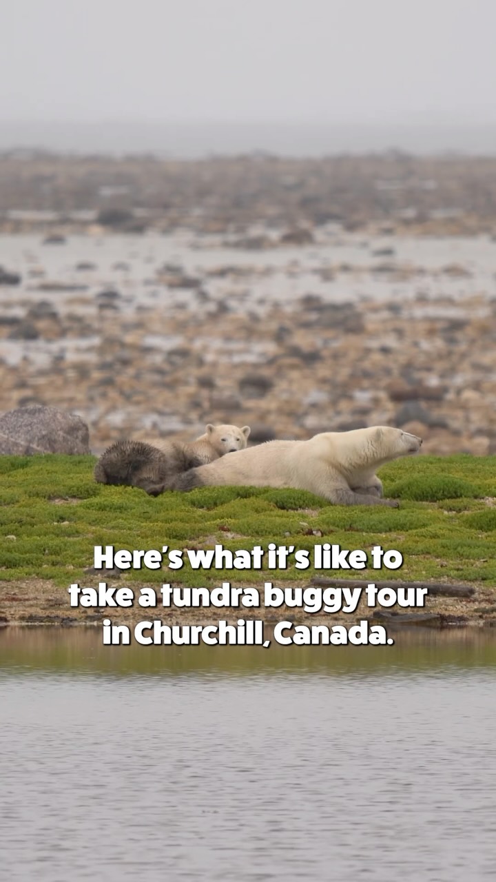 Polar Bear and Beluga Whale Encounters in Churchill