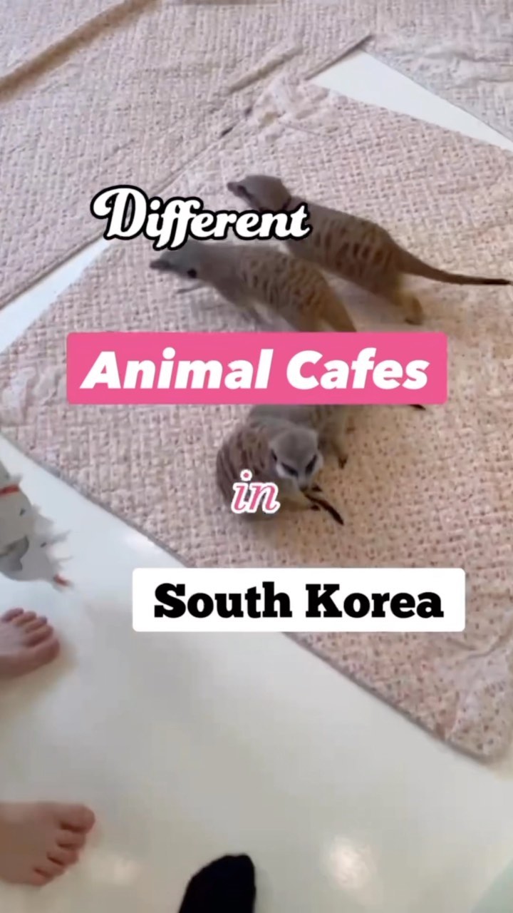 South Korean Cafes Feature Unique Animal Encounters