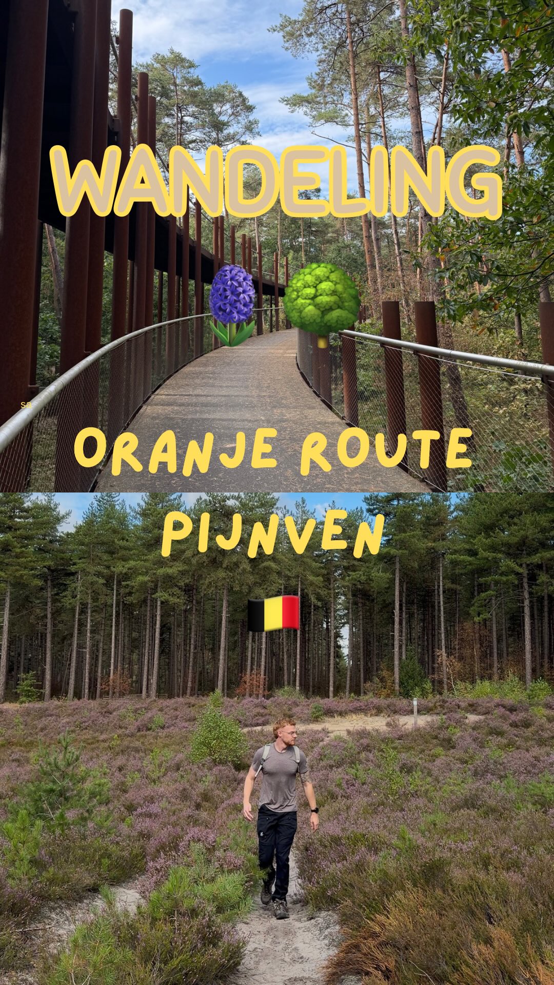 Nationaal Park Bosland's Elevated Treetop Walk