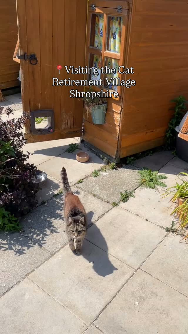 Shropshire Cat Rescue's Village For Unadoptable Felines