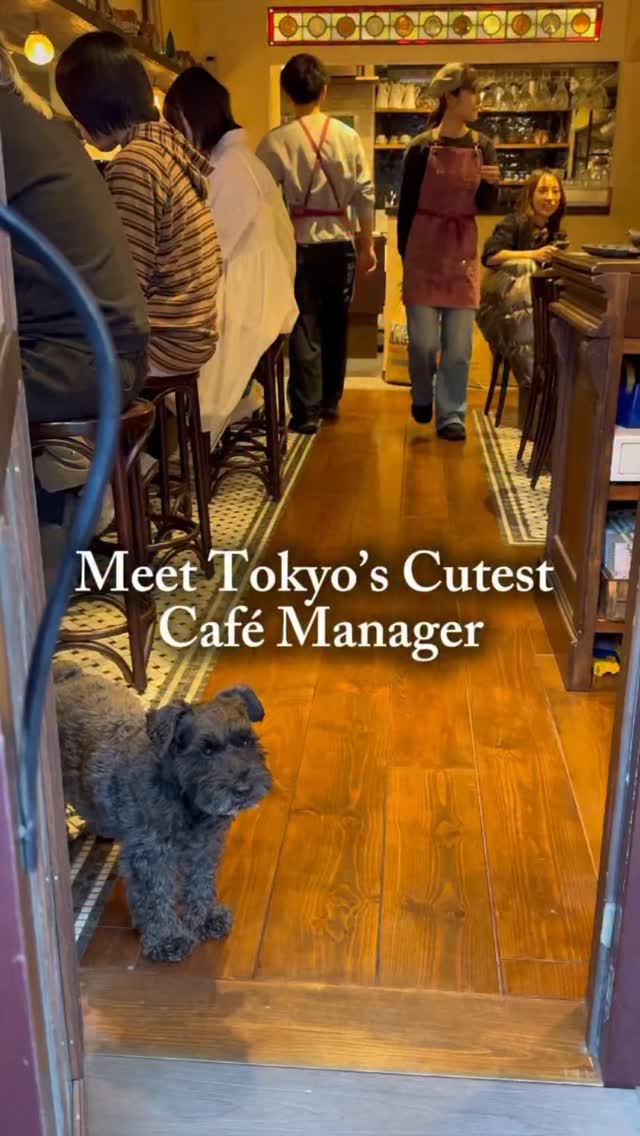 Tokyo Cafe Features a Dog as Its Adorable Manager