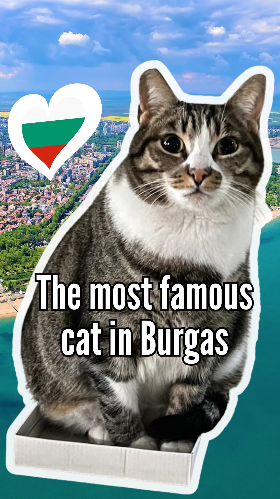 Burgas Cat Is A Top Attraction