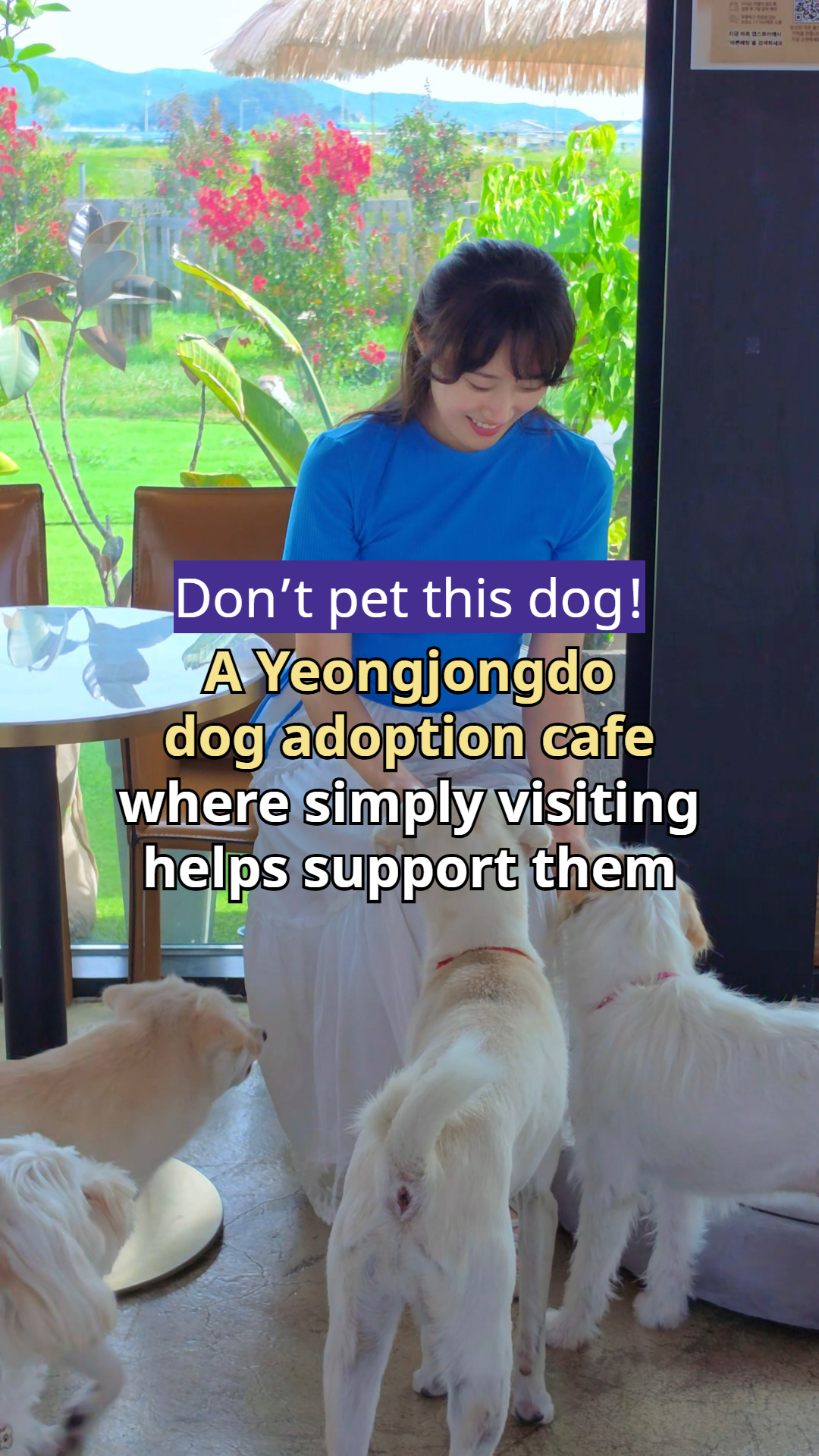 Dog Cafes Offer Heartwarming Healing Experiences