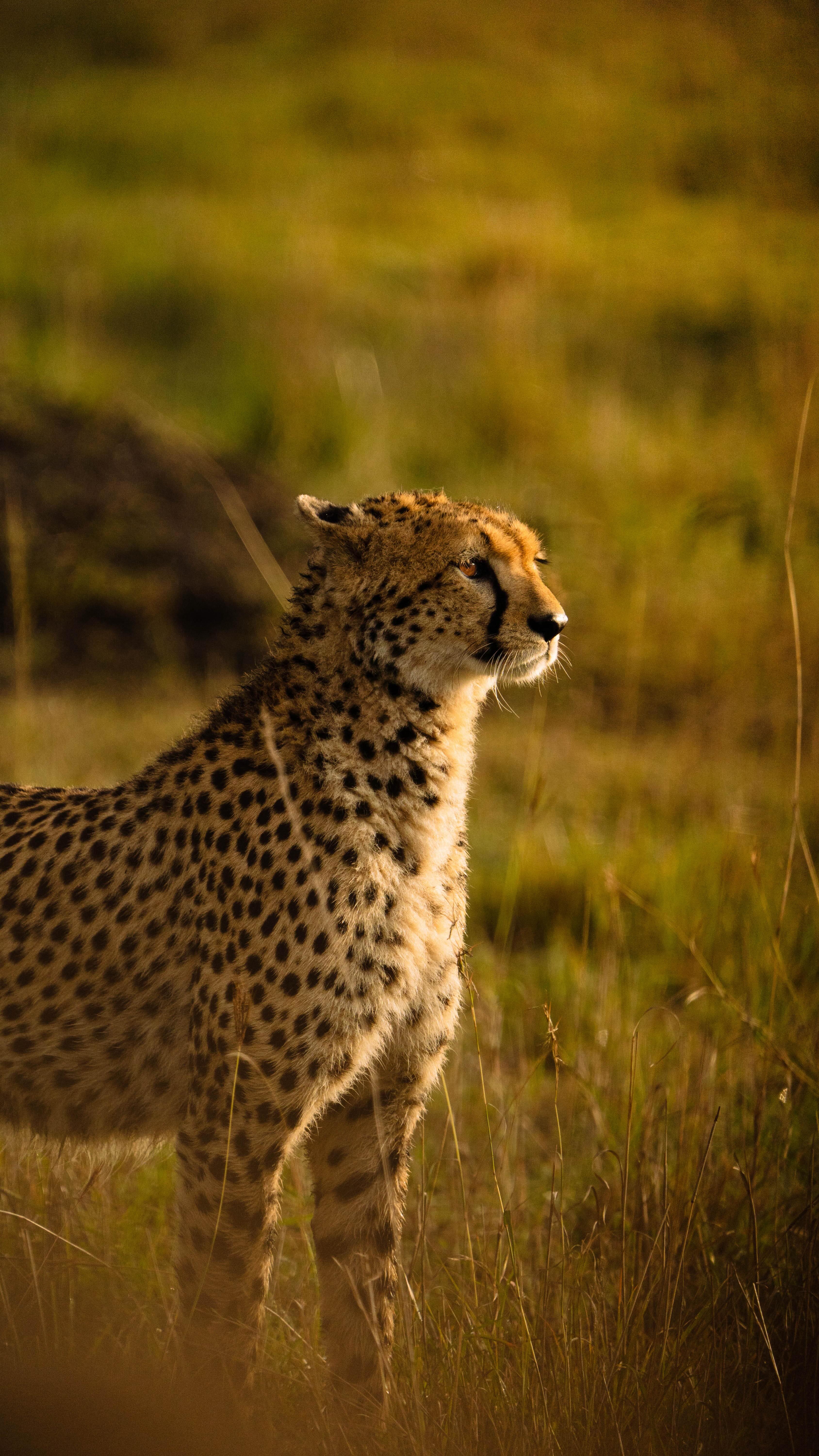 African Destinations For Voodoo, Safaris, and Unique Nature