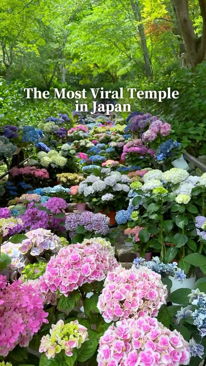 2 Attractions in Sakurai