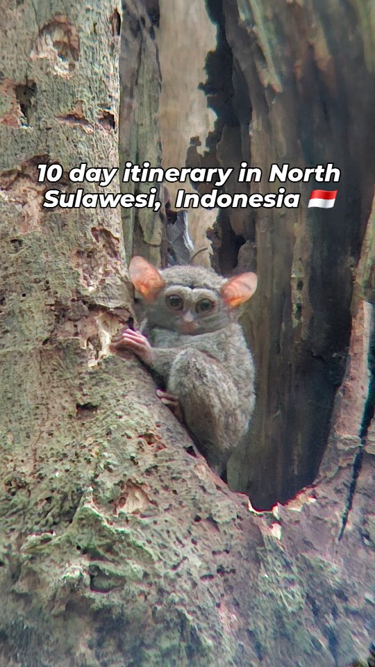 8 Attractions in North Sulawesi
