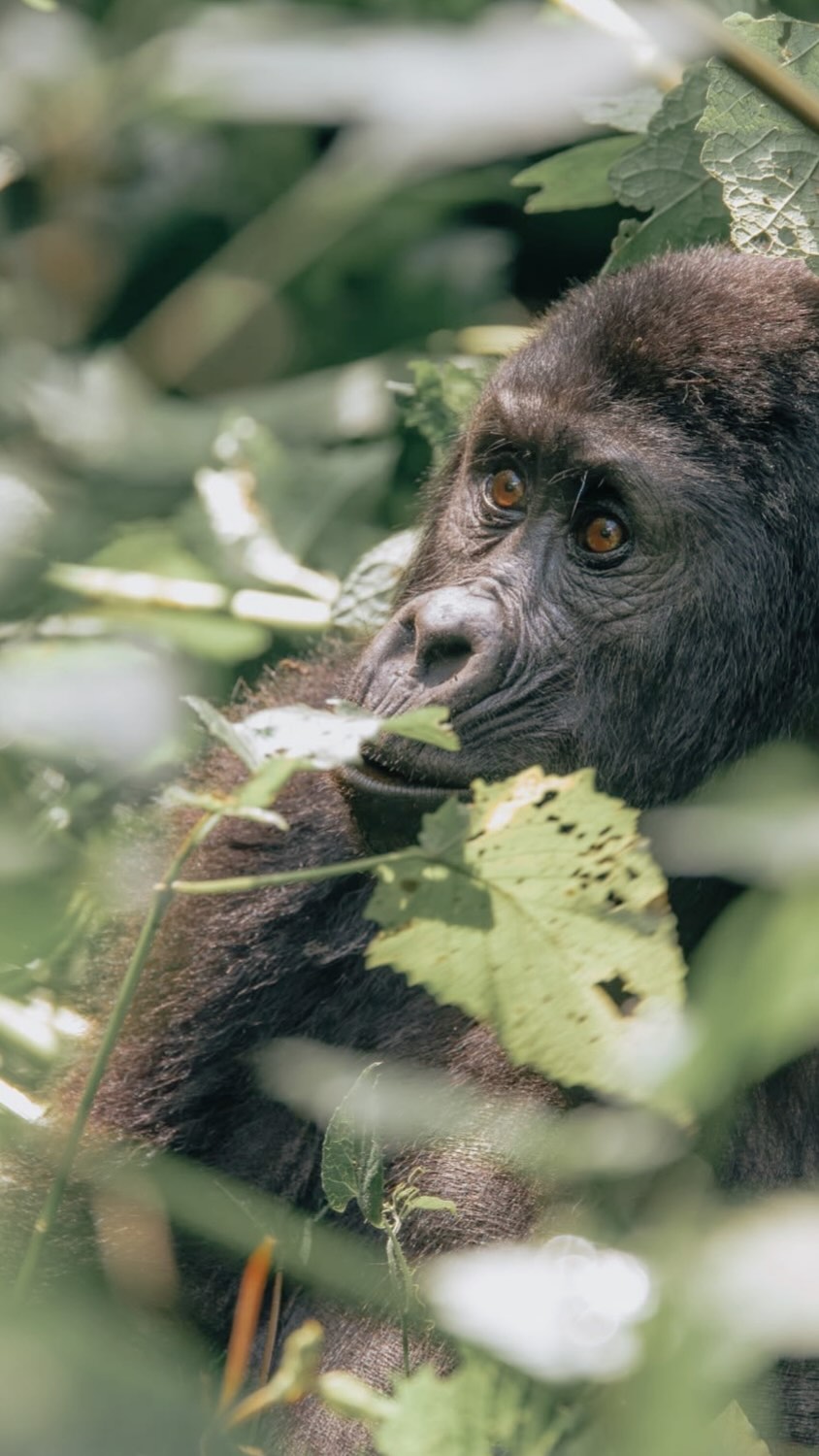 6 Hotels in Rwanda