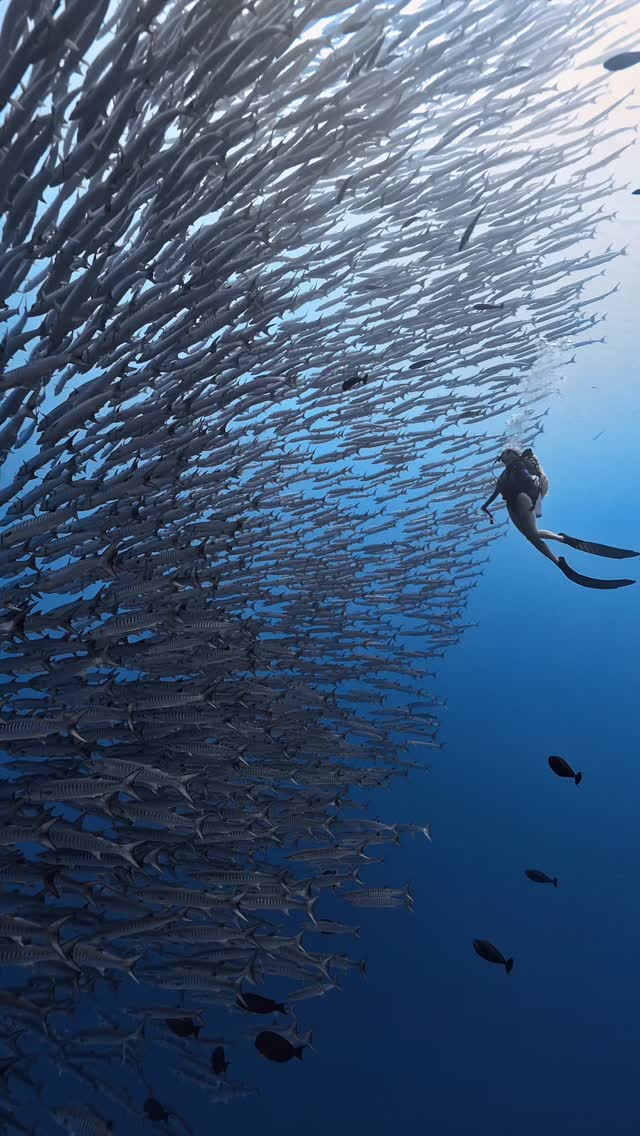 Maratua: Indonesian Dive Sites With Barracuda Walls