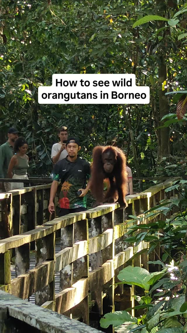 See Wild Orangutans At Sepilok Centre