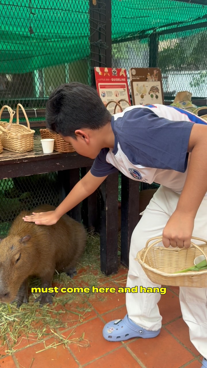 Capybara Cafe in Bangkok Offers Animal Encounters