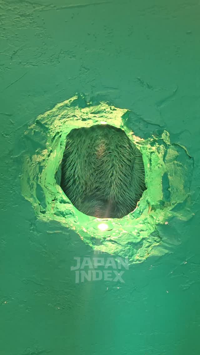 Bear Paw Cafe Serves Drinks Through A Wall