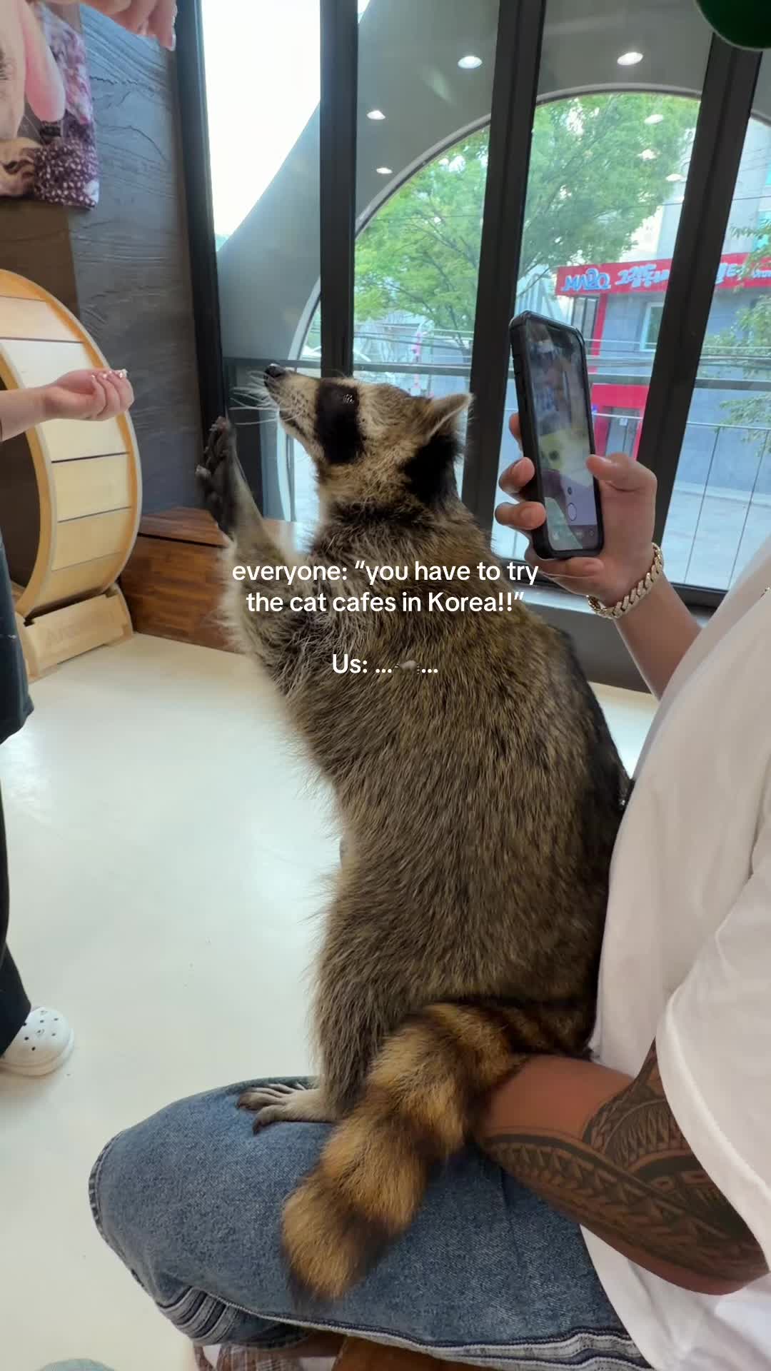 Animal Encounters In Seoul's Hongdae