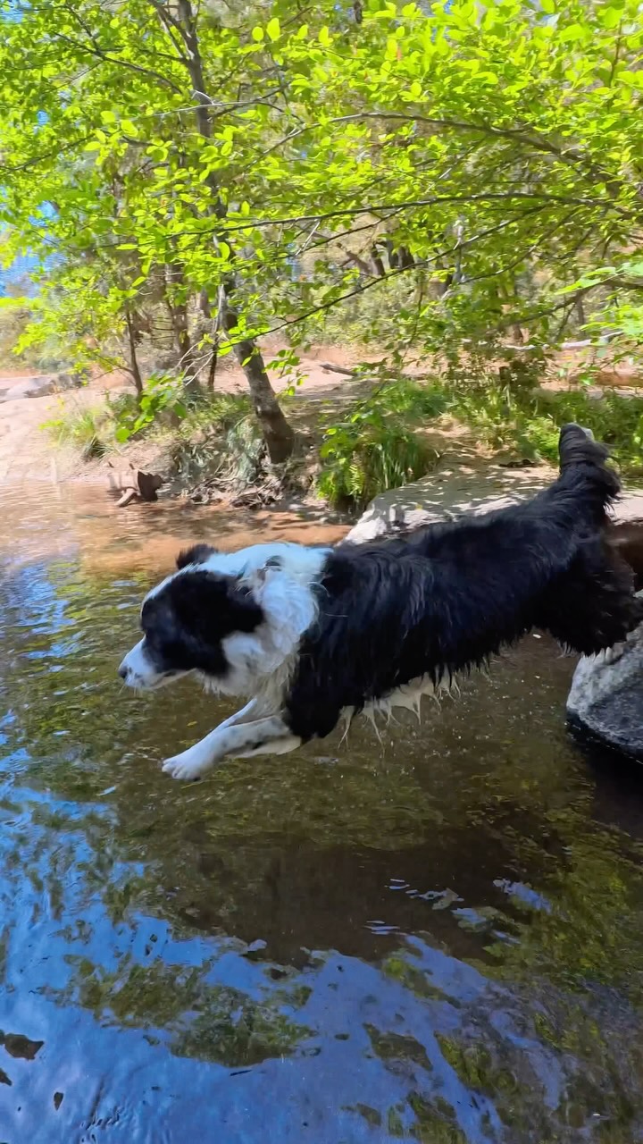 Dog-Friendly Trails Near Yosemite With Waterfalls
