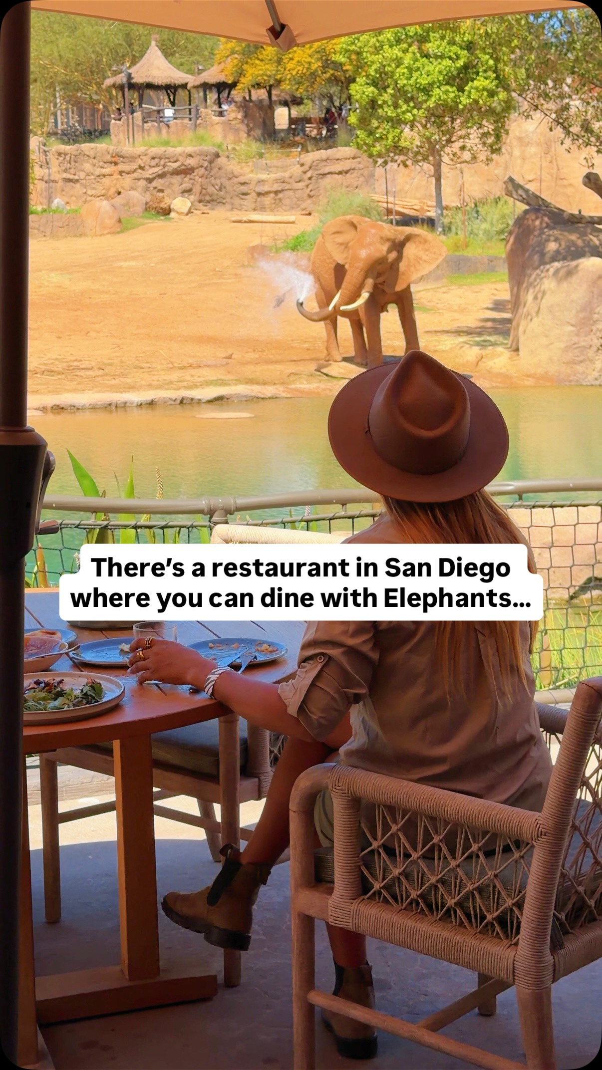 San Diego Zoo And Safari Park Dining Experiences