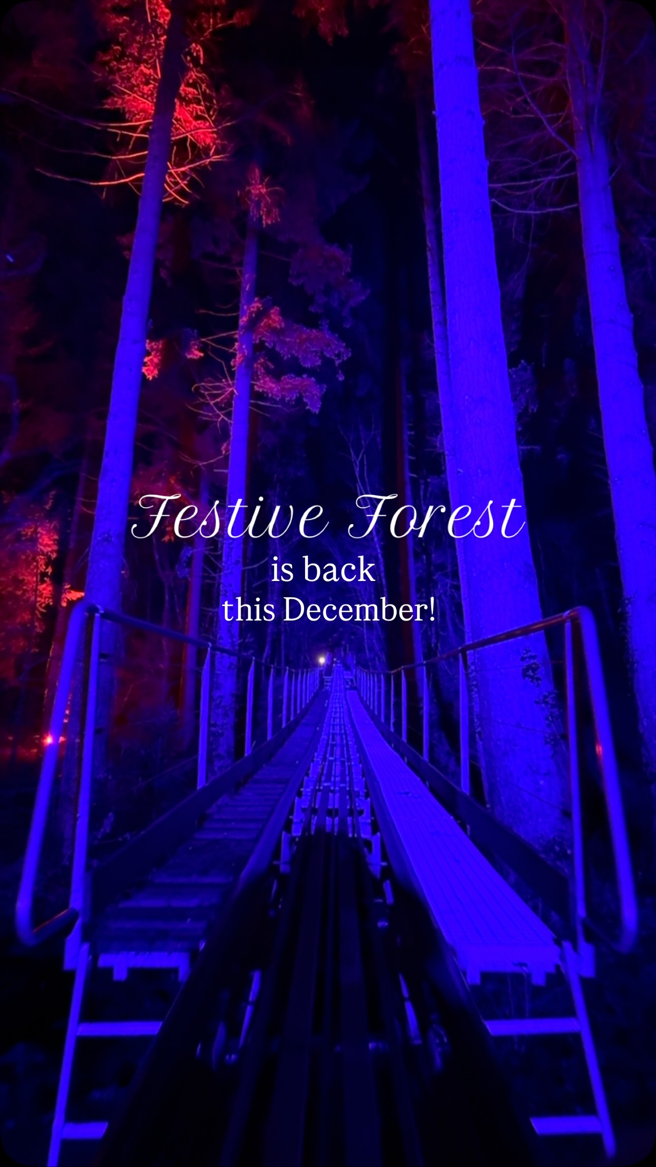 Festive Forest Adventure at Zip World Betws-y-Coed