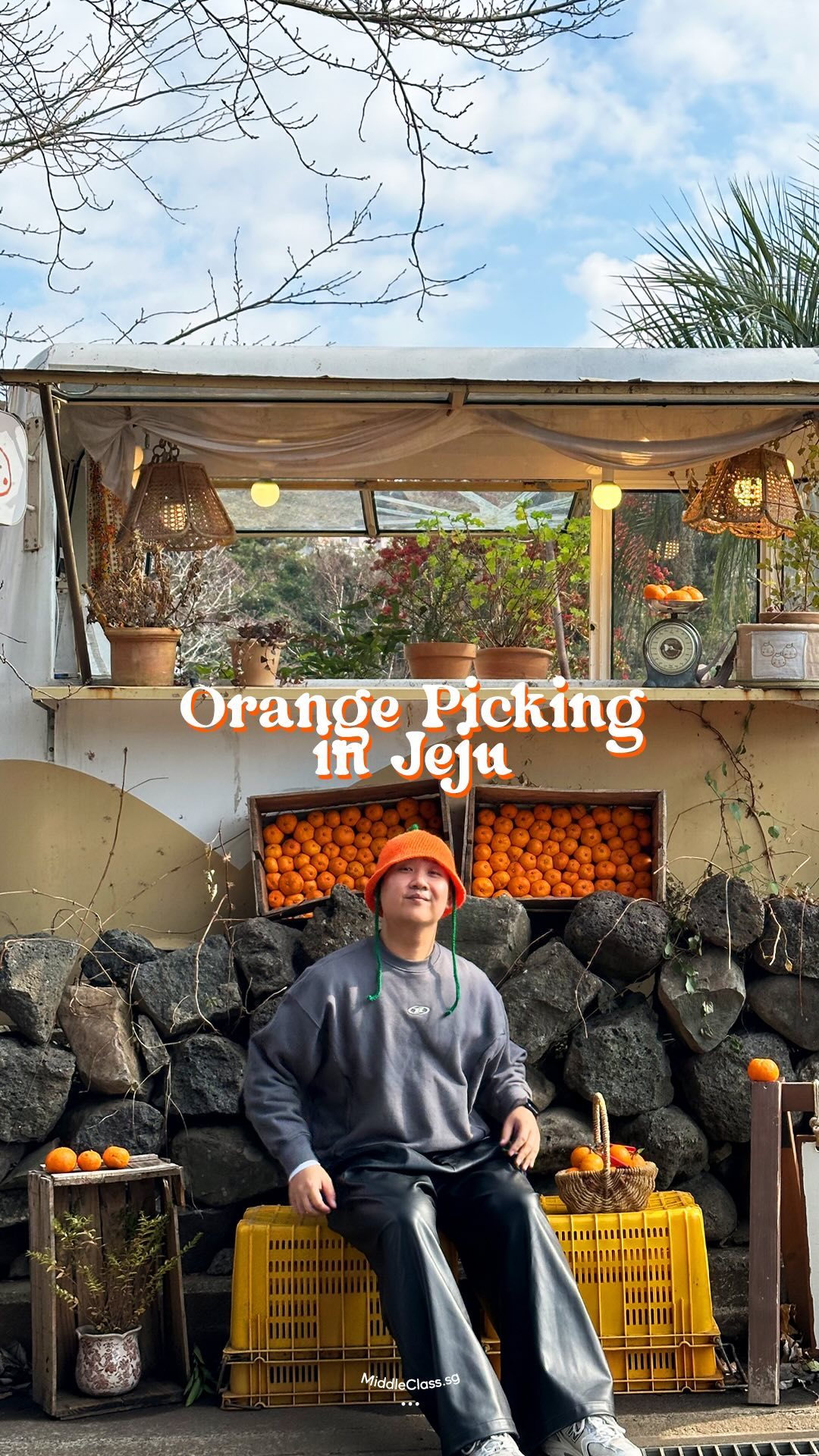 Enjoy Orange Picking Fun In Jeju