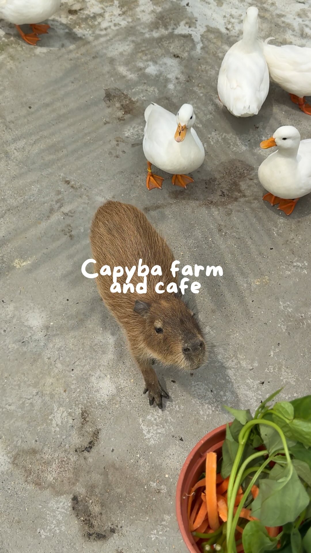 Johor Bahru's Capybara Pet Farm And Cafe