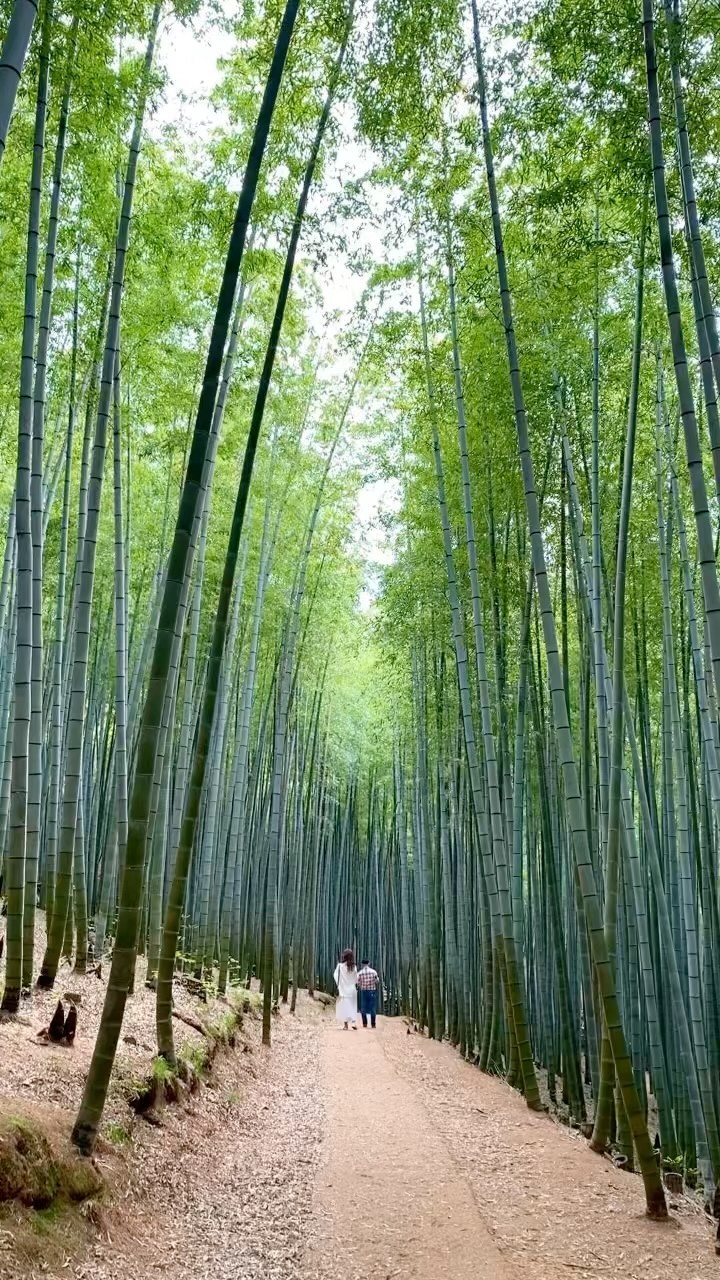 Ahopsan Forest: A Historic Bamboo Gem