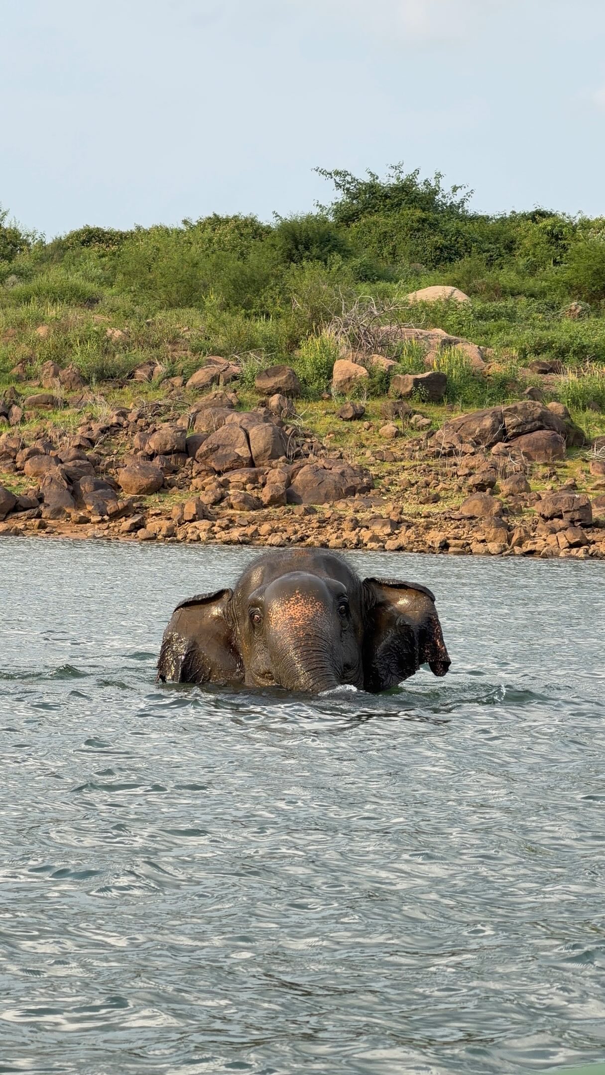 Gal Oya National Park Offers Rare Elephant Sightings