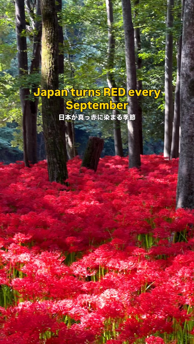 7 Places in Saitama