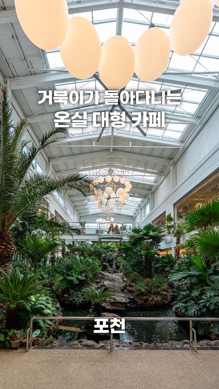 Pocheon Cafe Features Free-Roaming Turtles