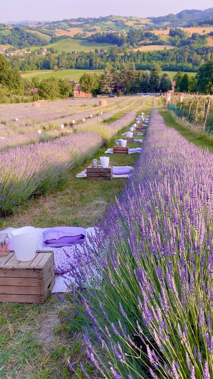 Italian Countryside Lavender Farm And Sunset
