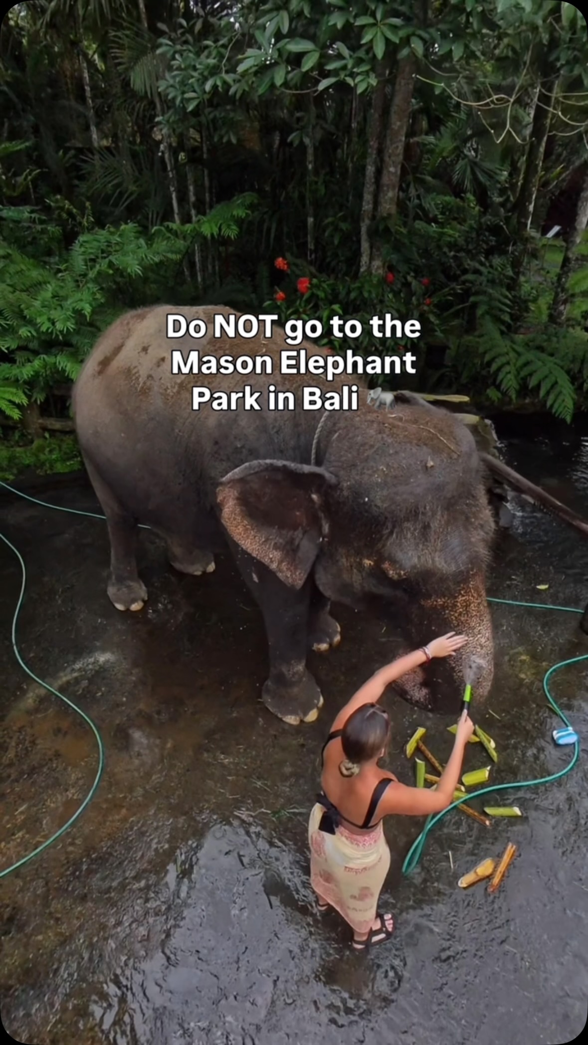 Bali Elephant Park and Tree Bar Adventures