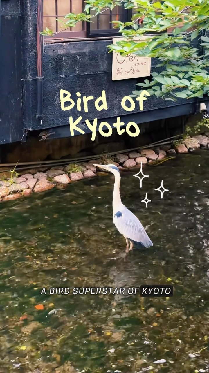 Kyoto's Grey Heron Dining Spots