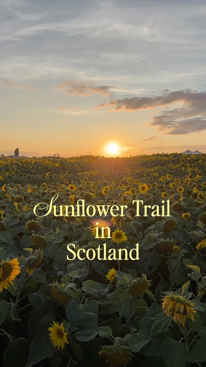 Balgone Estate Sunflower Trail Blooms
