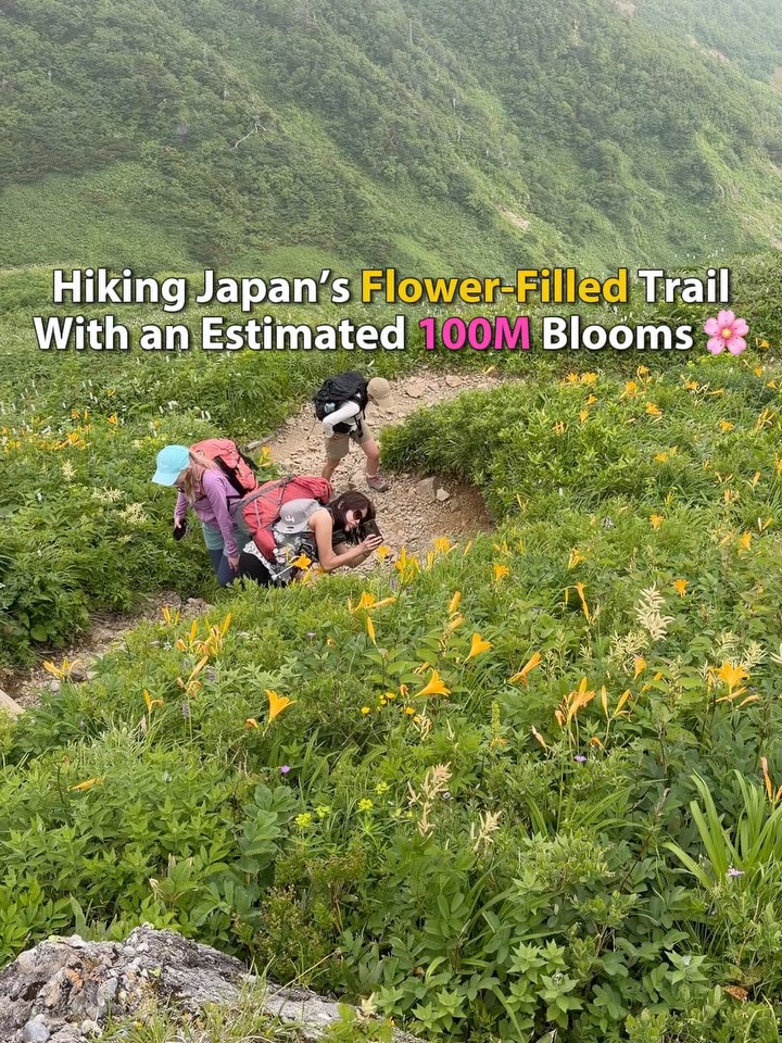 Hike Mt. Hakusan's Alpine Flower Trails