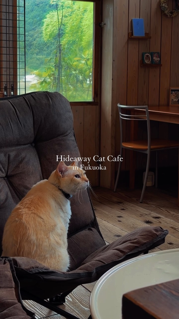 Fukuoka's Koya Cat Cafe Offers Nature and Felines