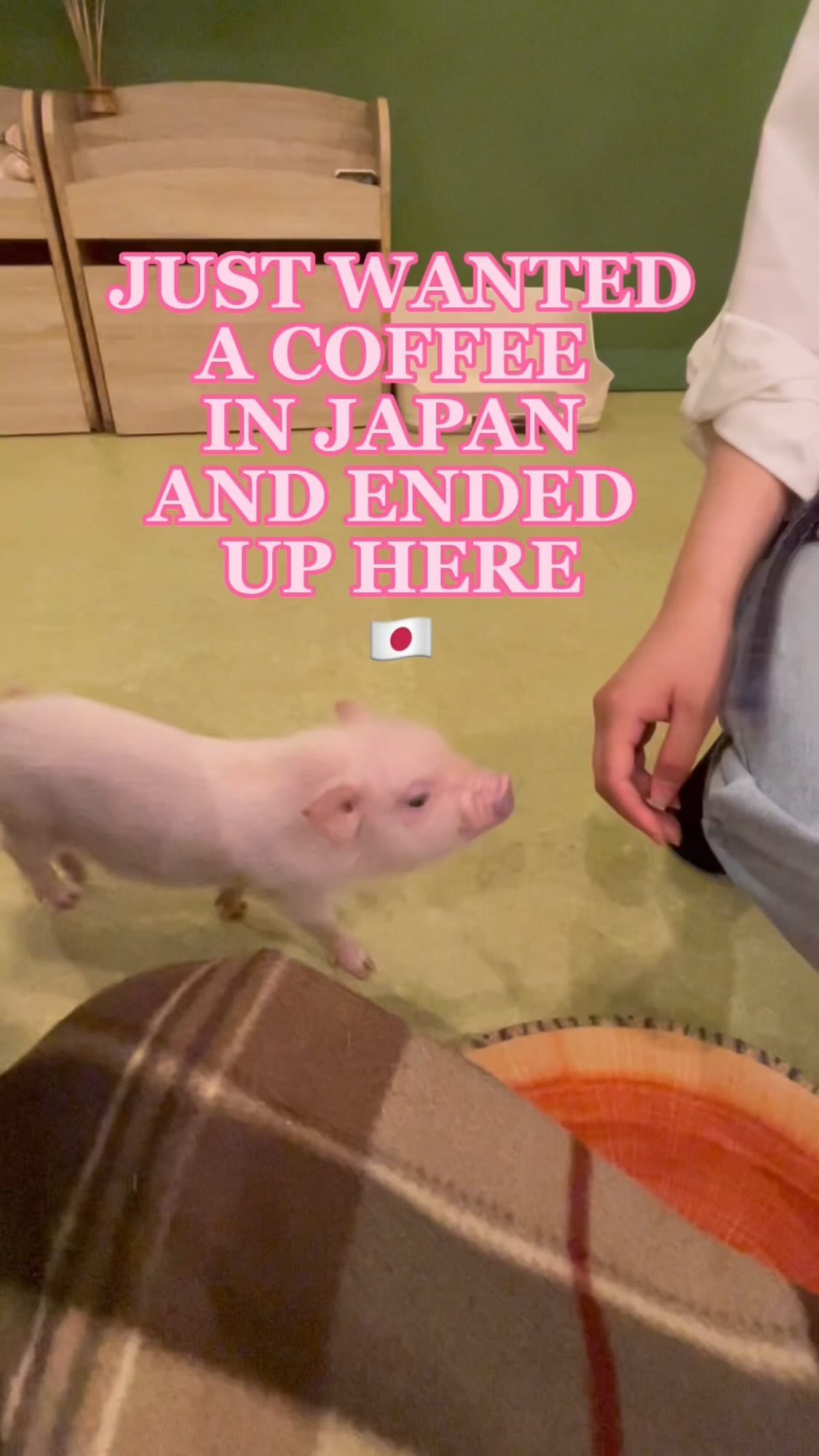 Harajuku Micro Pig Cafe Offers Iced Lattes