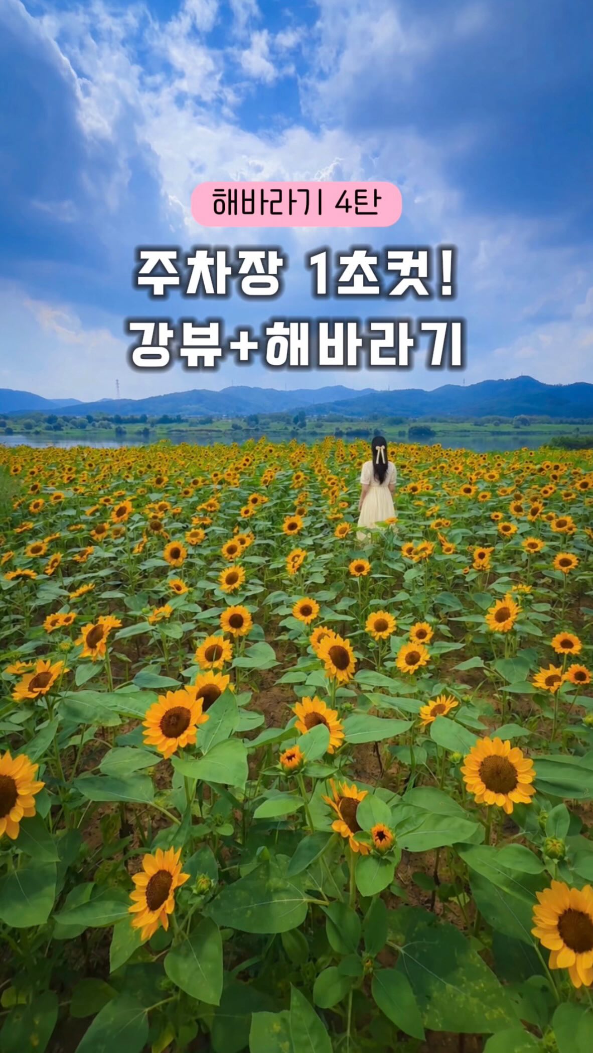 Daegu Nongong Flower Complex Sunflower Field