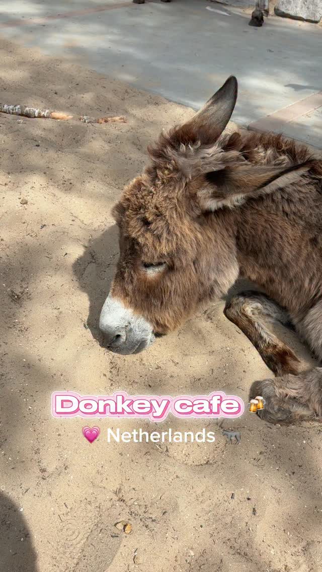 Donkey-Themed Cafes Offer Animal Encounters