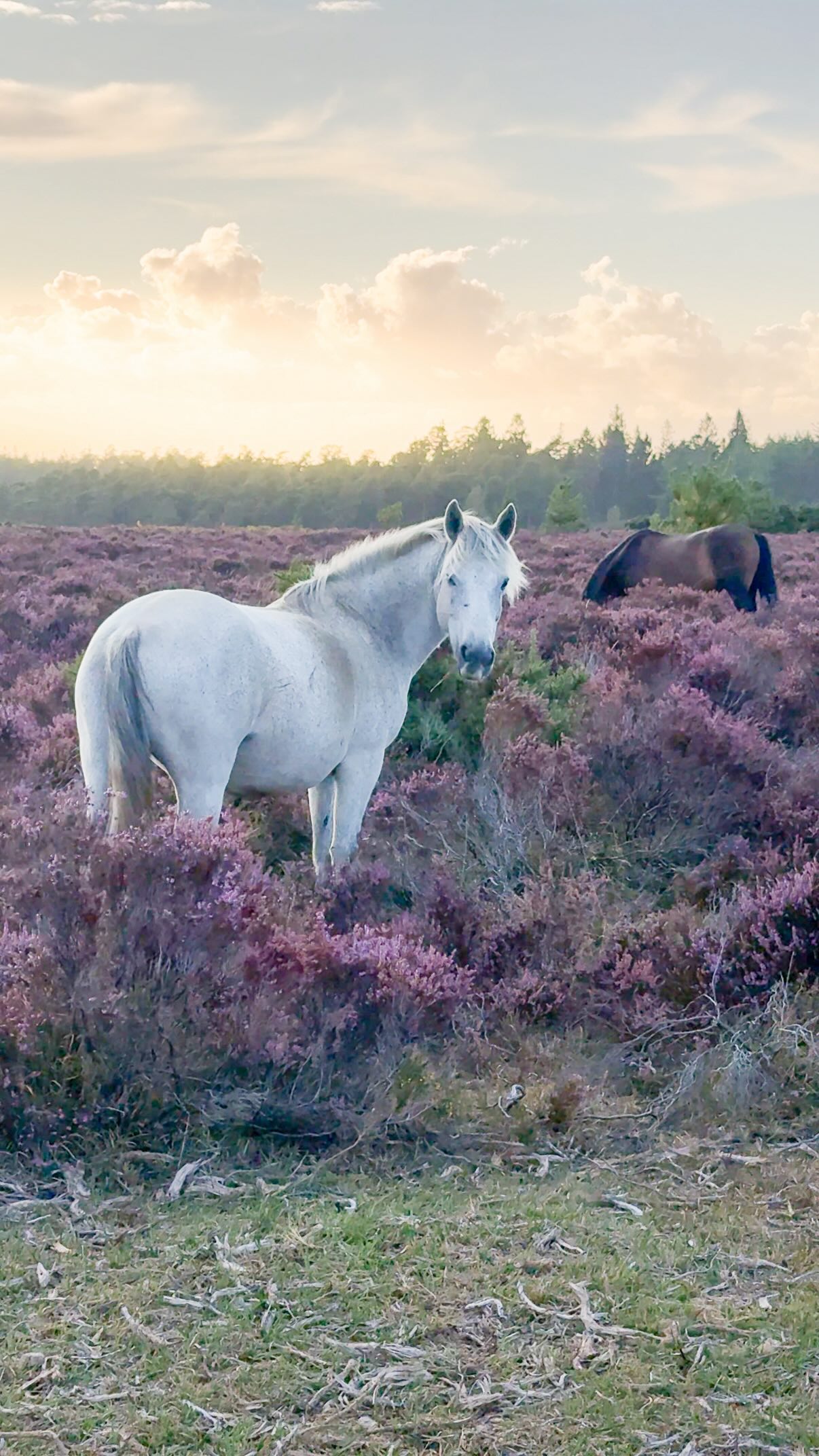 Magical New Forest Day Trips