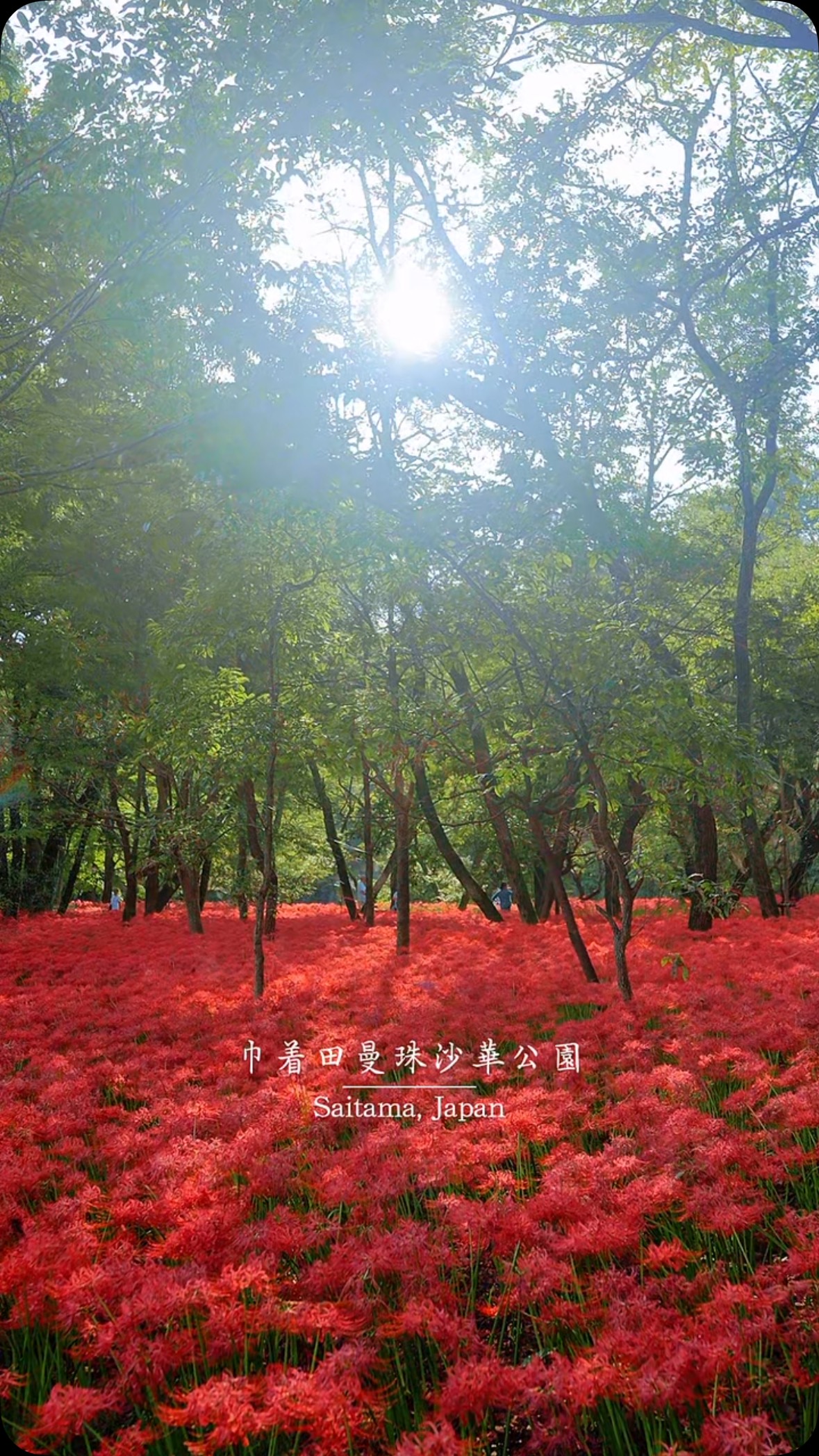Kinchakuda Park's Spider Lily Spectacle