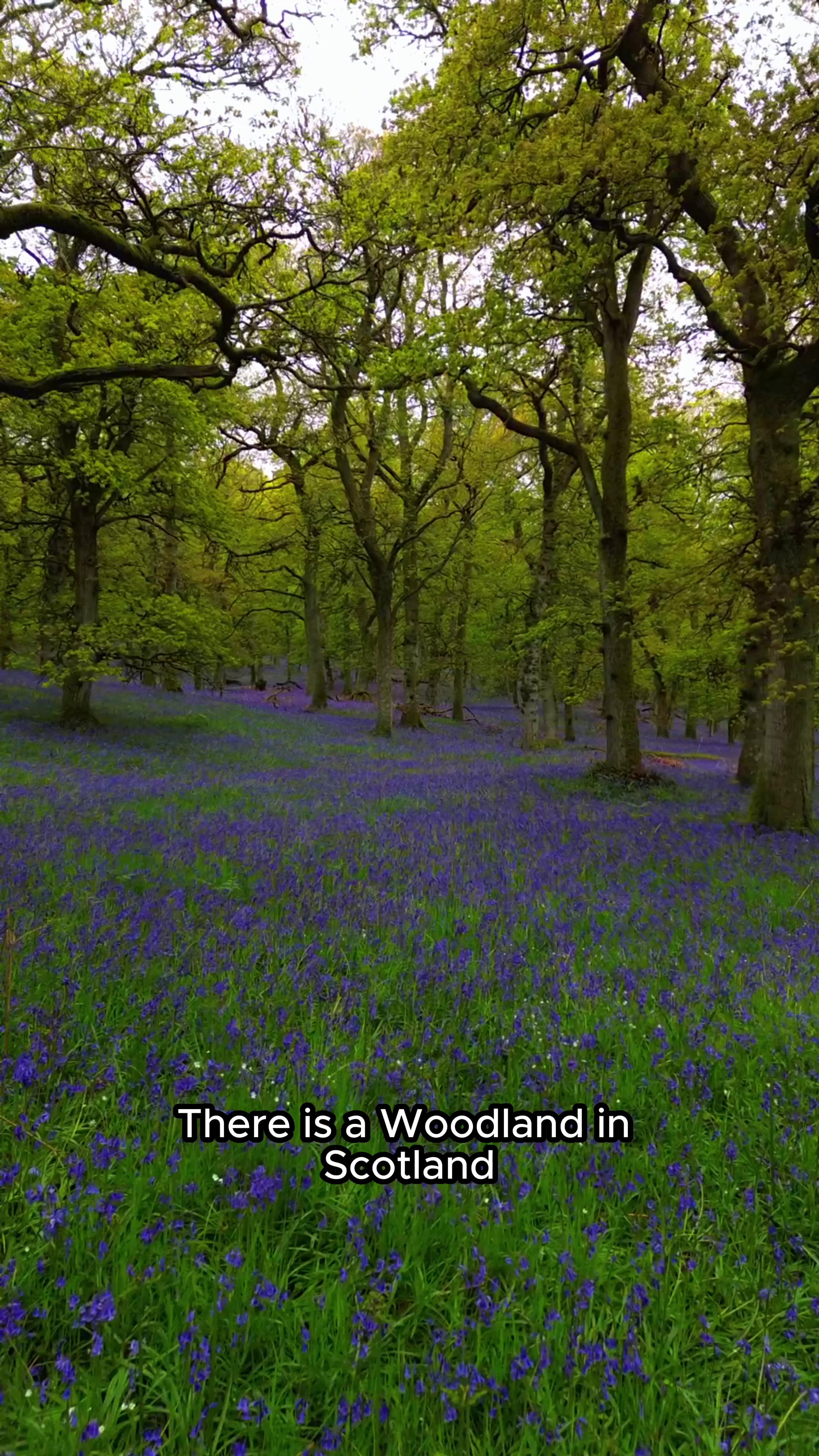 Kinclaven Bluebell Woods Bloom