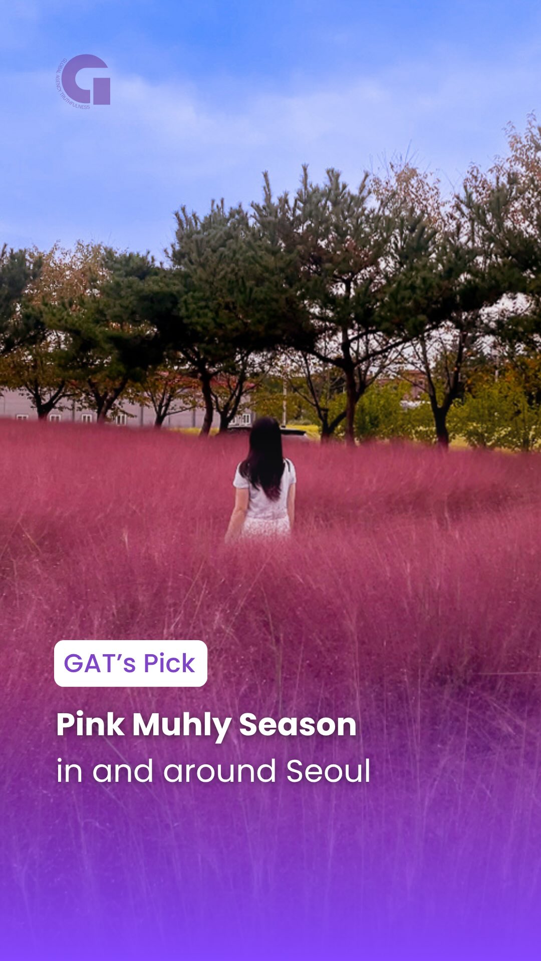 Seoul's Best Spots For Pink Muhly Grass Viewing