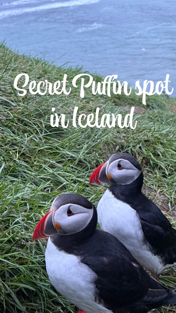 Iceland's Best Puffin Watching Spots