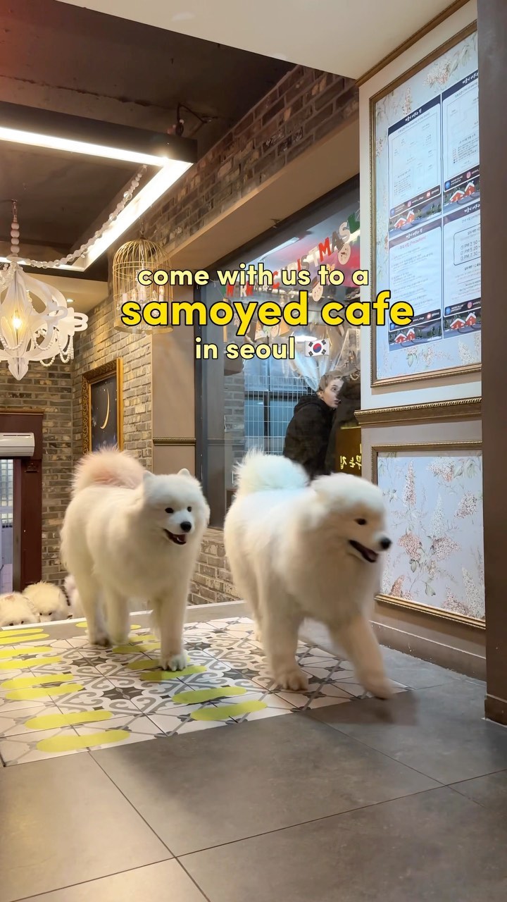 1 Cafes in Seoul