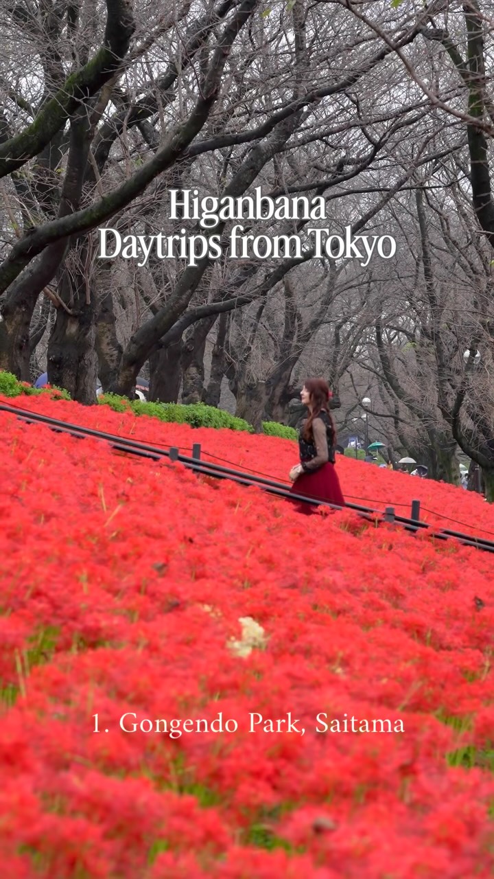 Five Spots to See Higanbana Flowers